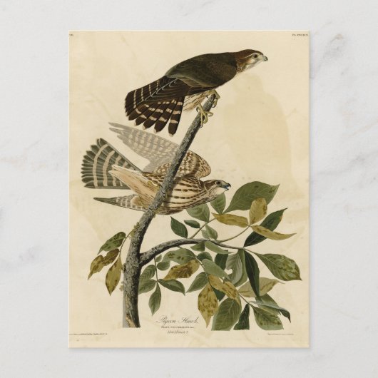 Pigeon Hawk (Merlin) - Audubon's Birds of America Briefkaart (Voorkant)