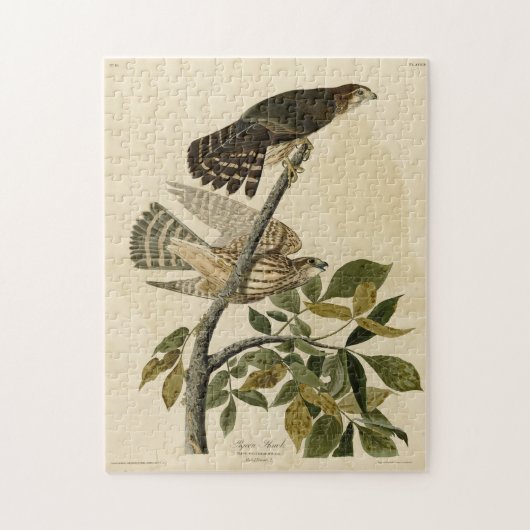 Pigeon Hawk (Merlin) - Audubon's Birds of America Legpuzzel (Verticaal)