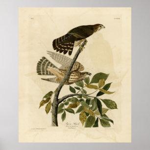 Pigeon Hawk (Merlin) - Audubon's Birds of America Poster