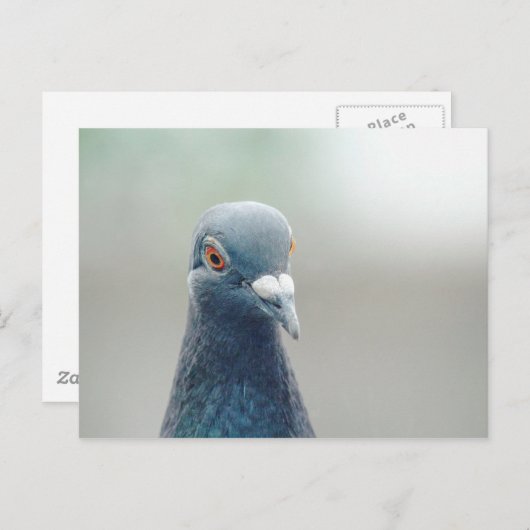 Pigeon in the Window v2 Briefkaart (Voorkant / Achterkant)