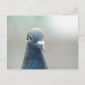 Pigeon in the Window v2 Briefkaart (Voorkant)