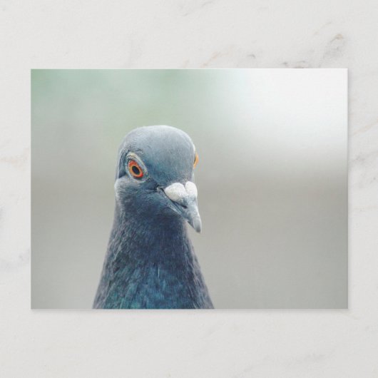 Pigeon in the Window v2 Briefkaart (Voorkant)