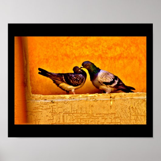 Pigeon Love Poster (Voorkant)