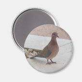 Pigeon magnet (Voorkant / Achterkant)