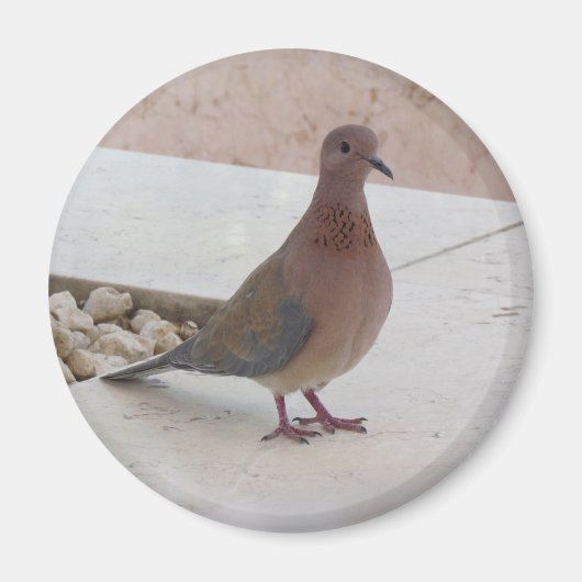 Pigeon magnet (Voorkant)