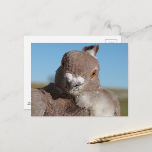 Pigeon named Mr. Pigeon Briefkaart (Voorkant / Achterkant in situ)