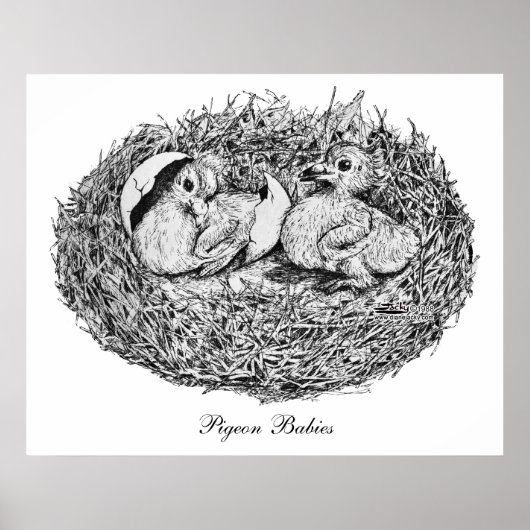 Pigeon Nest Babies Poster (Voorkant)
