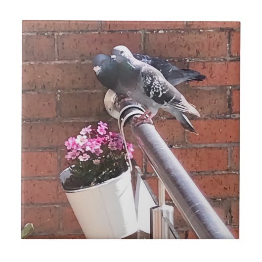 Pigeon Pair en Red Saxifrage Flowers Tegeltje (Voorkant)