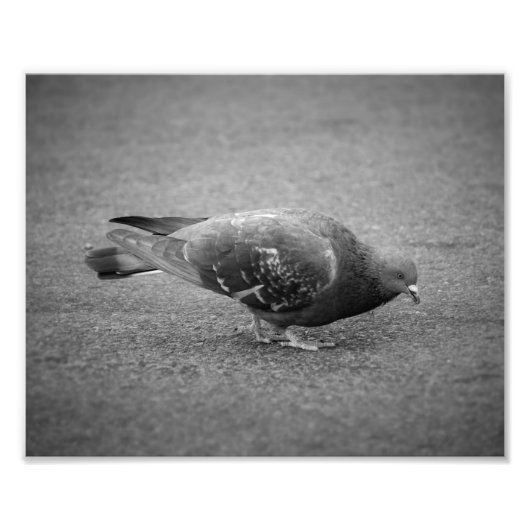 Pigeon Photo Print Foto Afdruk (Voorkant)