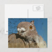 Pigeon Poetry Briefkaart (Voorkant / Achterkant)