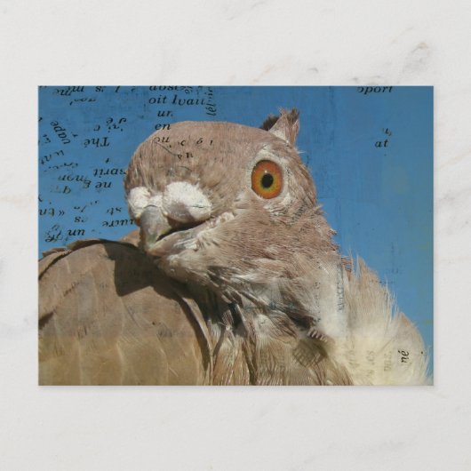 Pigeon Poetry Briefkaart (Voorkant)