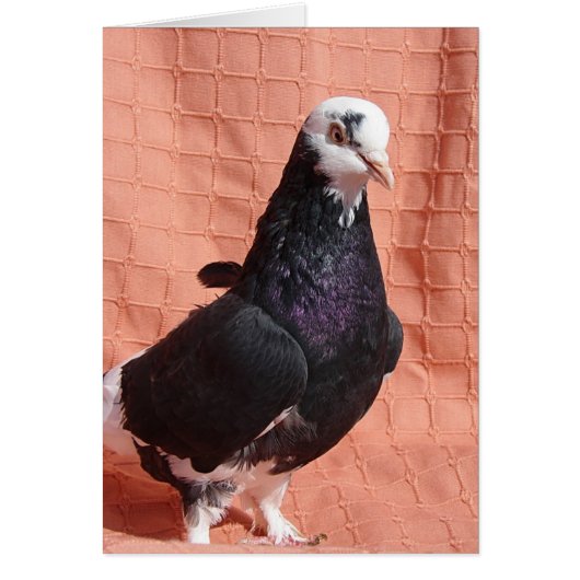 Pigeon Portrait (Voorkant)