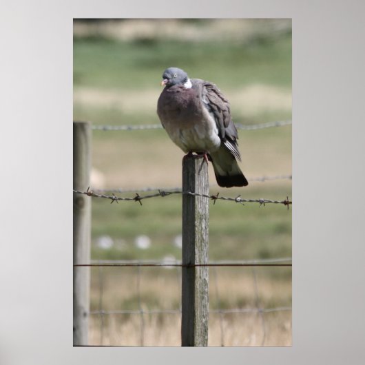 Pigeon Post Poster (Voorkant)