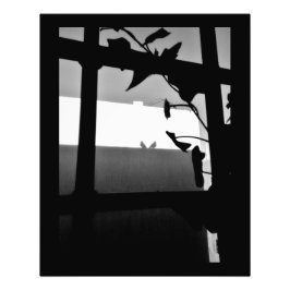 Pigeon Shadows Foto Afdruk