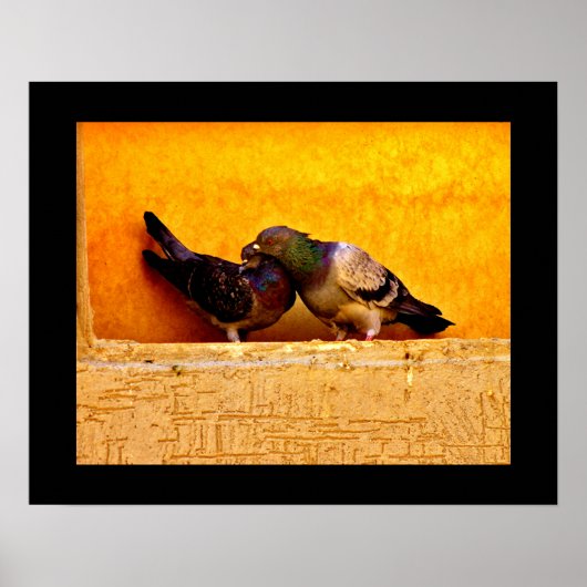 Pigeon Sweethearts Poster (Voorkant)