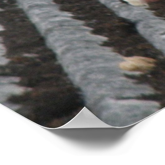 Pigeon Toed - White Pigeon Print (Hoek)