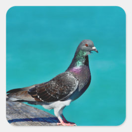 Pigeon With A View Vierkante Sticker