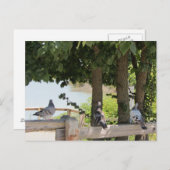 Pigeons die een Uitzicht aanhangen Briefkaart (Voorkant / Achterkant)