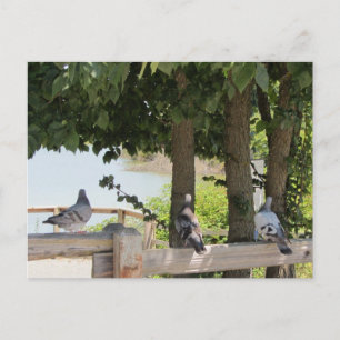 Pigeons die een Uitzicht aanhangen Briefkaart