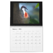Pigeons & Doves 2017 Kalender (Feb 2026)