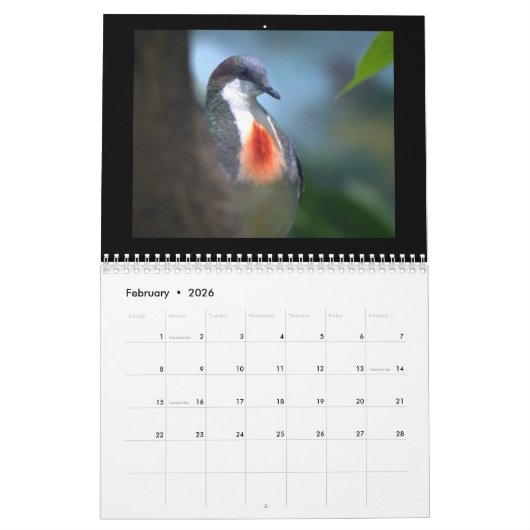 Pigeons & Doves 2017 Kalender (Feb 2026)