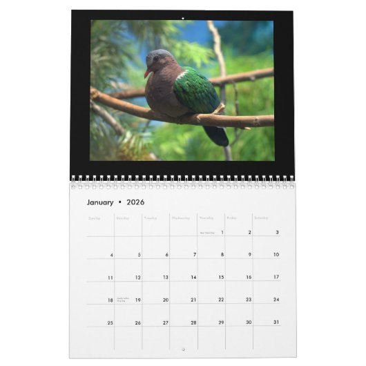 Pigeons & Doves 2017 Kalender (Jan 2026)