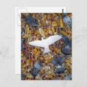 Pigeons halen de Korn Briefkaart (Voorkant / Achterkant)