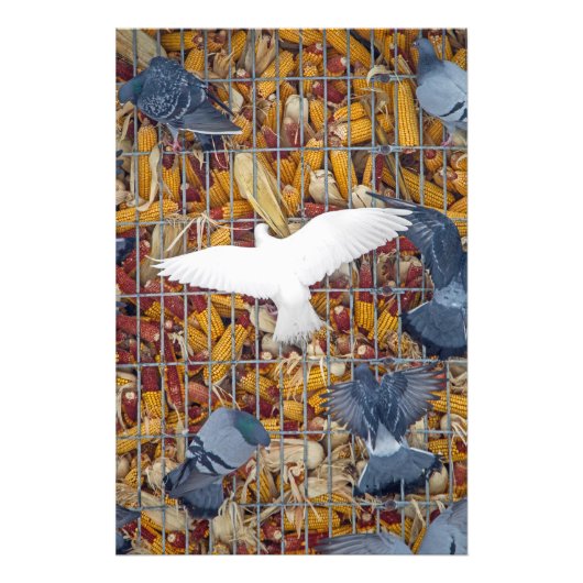 Pigeons halen de Korn Foto Afdruk (Voorkant)