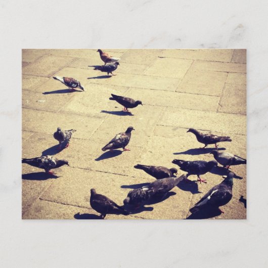 Pigeons in Venetië Briefkaart (Voorkant)