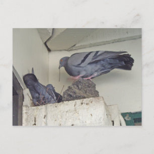 Pigeons nesten - Briefkaart