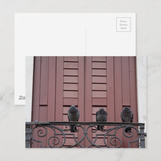 Pigeons op een balkon briefkaart (Voorkant / Achterkant)