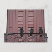 Pigeons op een balkon briefkaart (Voorkant)