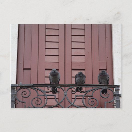 Pigeons op een balkon briefkaart (Voorkant)