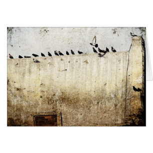 Pigeons op een dak
