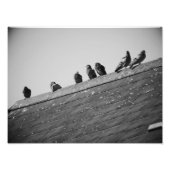 Pigeons op een dak foto afdruk (Voorkant)