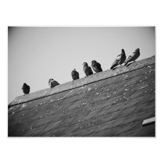 Pigeons op een dak foto afdruk (Voorkant)