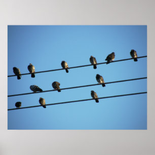 Pigeons op een Powerline Poster