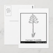 Piggiwiggia Pyramidalis. Briefkaart (Voorkant / Achterkant)