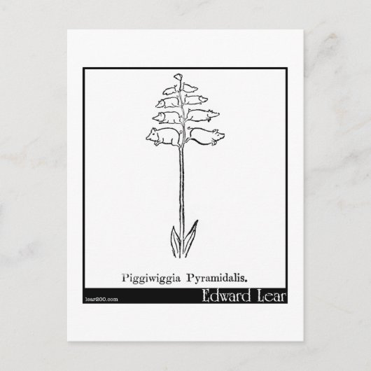 Piggiwiggia Pyramidalis. Briefkaart (Voorkant)