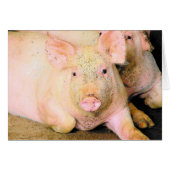 Piggy (Voorkant Horizontaal)