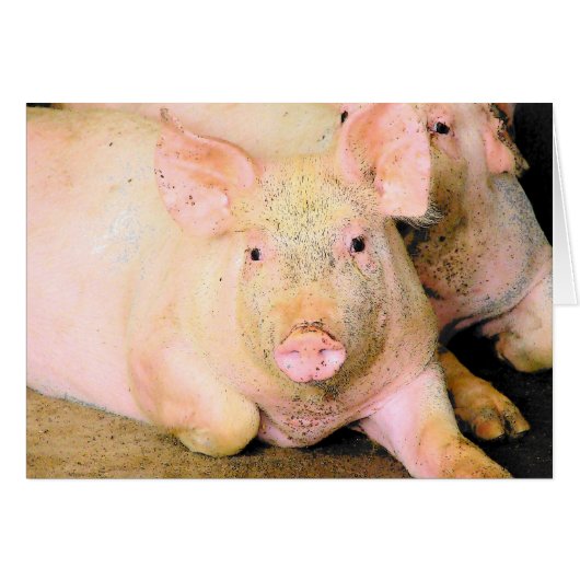 Piggy (Voorkant Horizontaal)