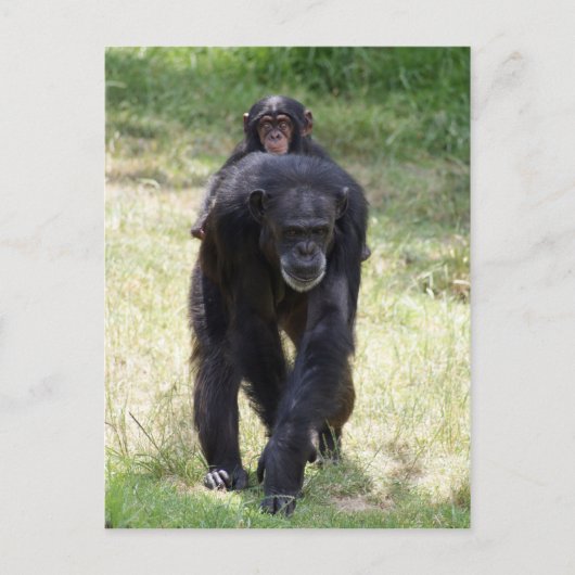 Piggy Back Mum Briefkaart (Voorkant)
