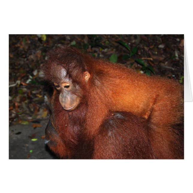 Piggy Back Ride van Orangutan Moeder in Borneo (Voorkant Horizontaal)