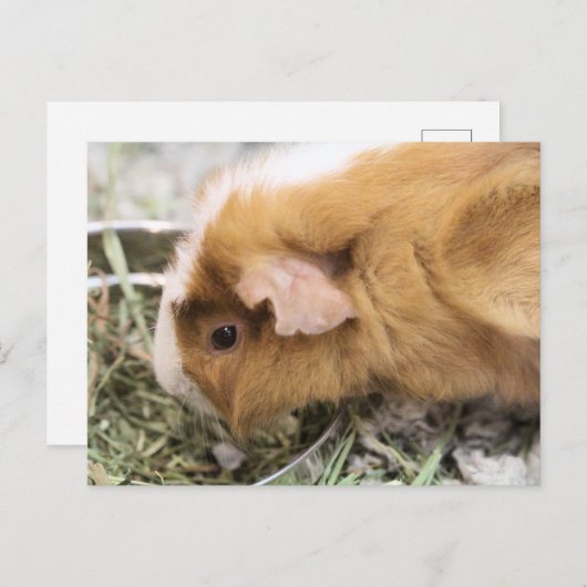 Piggy Briefkaart (Voorkant / Achterkant)