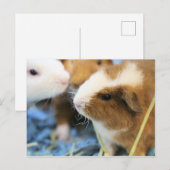 Piggy Briefkaart (Voorkant / Achterkant)