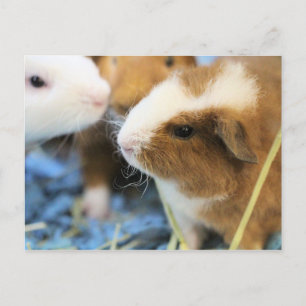 Piggy Briefkaart