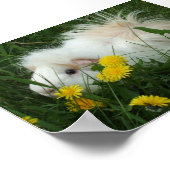 Piggy in dandelions poster (Hoek)
