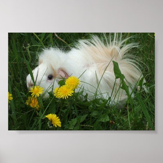 Piggy in dandelions poster (Voorkant)