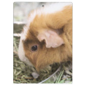 Piggy Klembord (Achterkant)