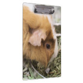 Piggy Klembord (Rechts)
